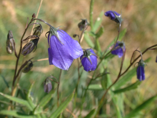 Campanula scheuchzeri / Campanula di Scheuchzer